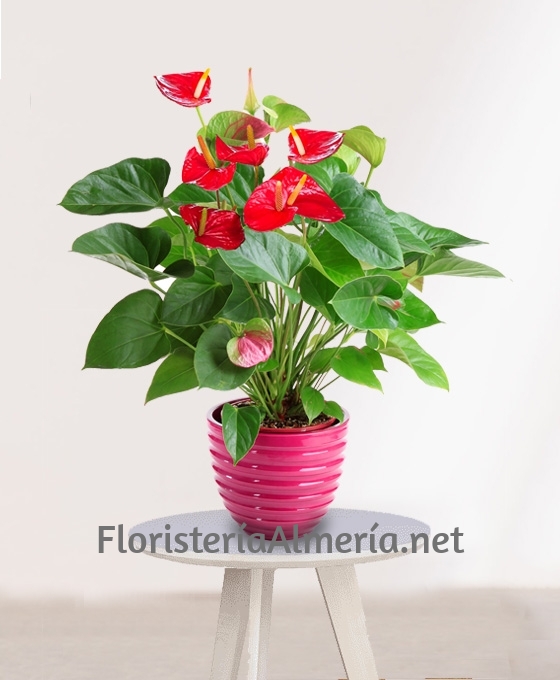 Plantas para regalar por nacimiento Planta de Anthurium