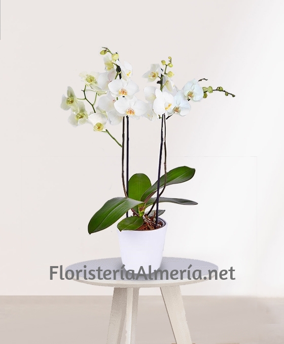 Regalar Planta especial de Orquídeas Blancas