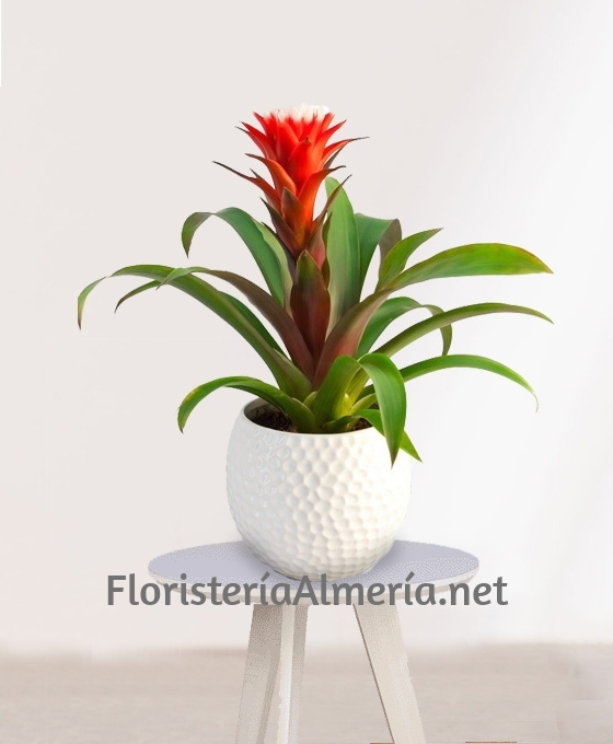 Plantas para Regalar Planta Guzmania con cerámica