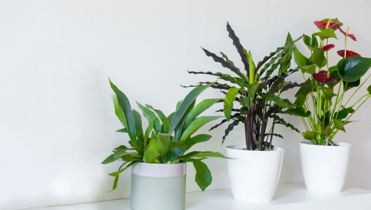 plantas para recuperación